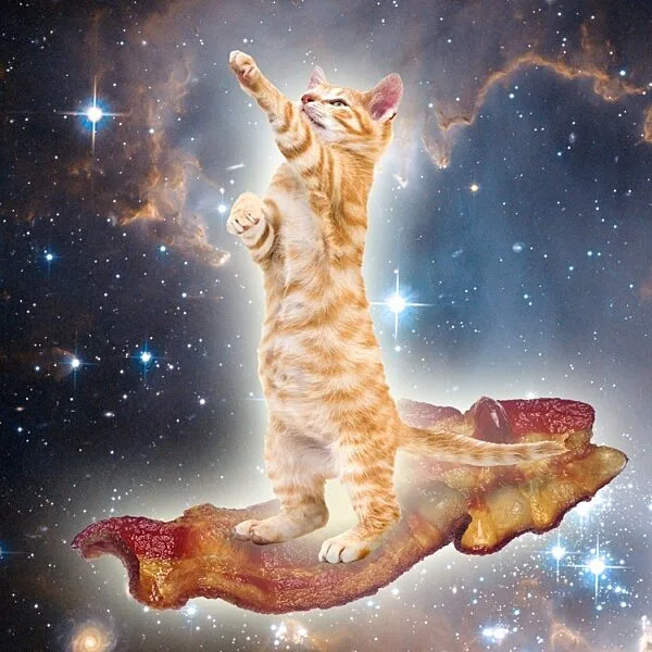 Bacon space kitty 2